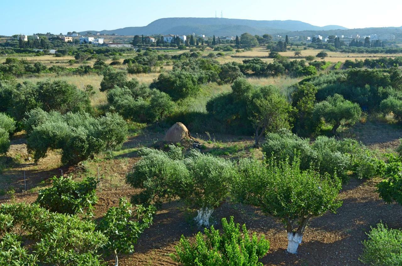 Theofilos Appartements Livadi  Dış mekan fotoğraf